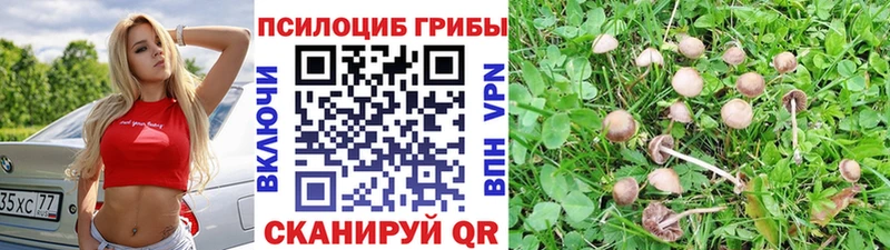 Псилоцибиновые грибы Psilocybine cubensis  Брюховецкая 